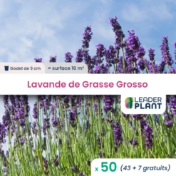 50 X Lavande Grosso En Godet
