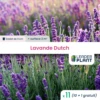 11 X Lavande Dutch En Godet