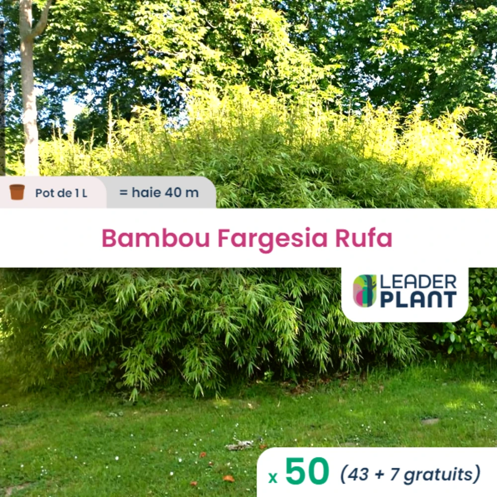 50 X Bambou Fargesia Rufa En Pot De 1 L 1 50 X Bambou Fargesia Rufa En Pot De 1 L