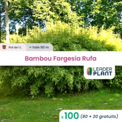 100 X Bambou Fargesia Rufa En Pot De 1 L