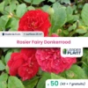 50 X Rosier Paysager Fairy Donkerrood En Godet