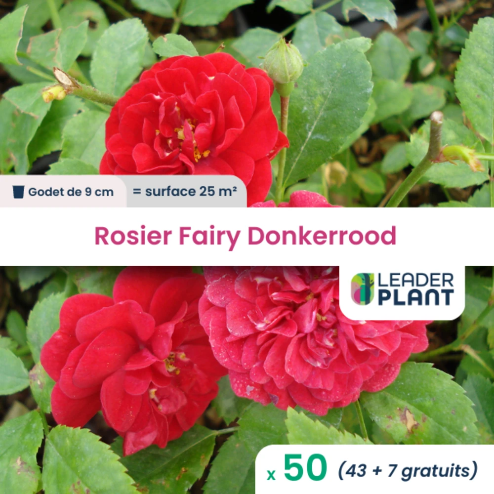 50 X Rosier Paysager Fairy Donkerrood En Godet 1 50 X Rosier Paysager Fairy Donkerrood En Godet