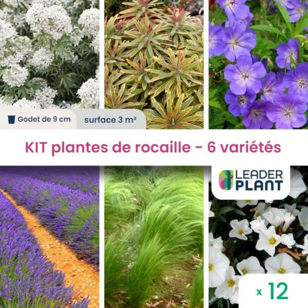 Kit Plantes De Rocaille – 6 Variétés – Lot De 12 Plants En Godet 1 Kit Plantes De Rocaille – 6 Variétés – Lot De 12 Plants En Godet