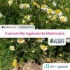 11 X Camomille Tapissante - Matricaire Gazonnante En Godet