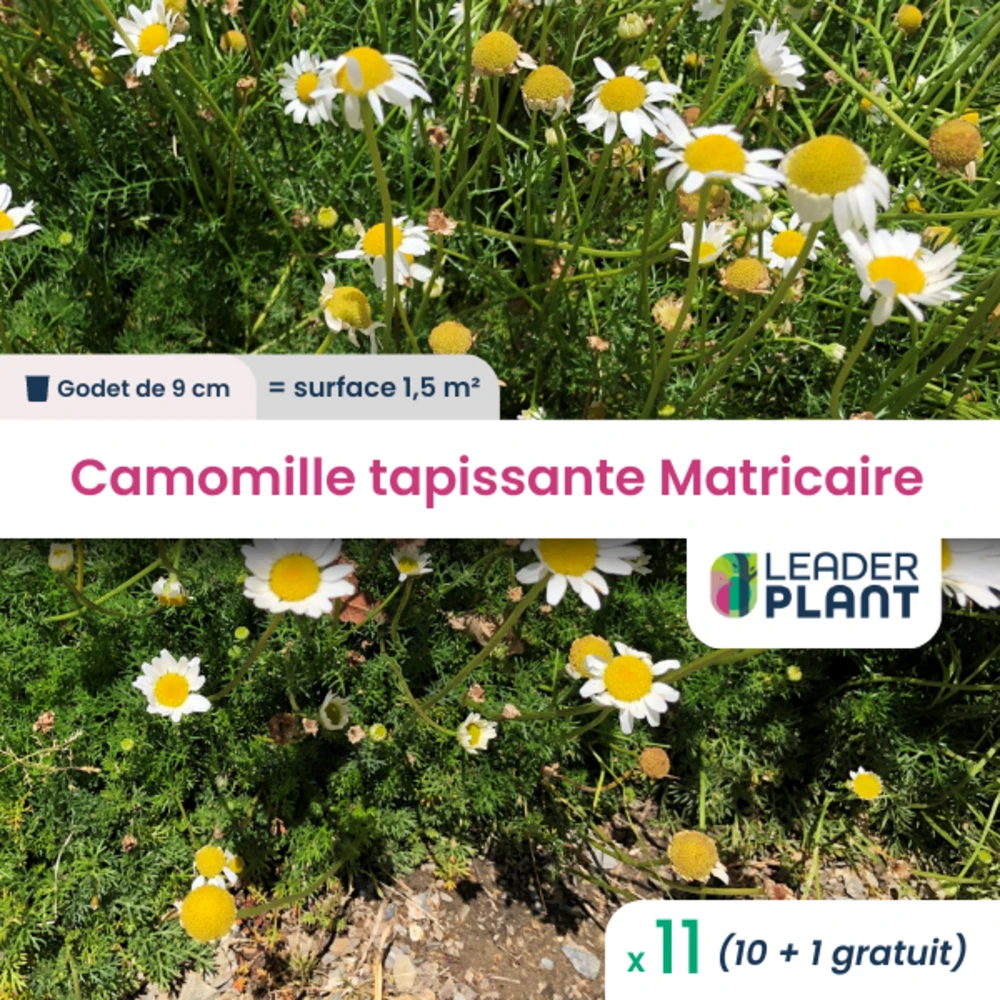 11 X Camomille Tapissante - Matricaire Gazonnante En Godet 1 11 X Camomille Tapissante - Matricaire Gazonnante En Godet