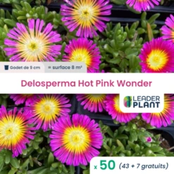 50 X Delosperma Hot Pink Wonder ® En Godet