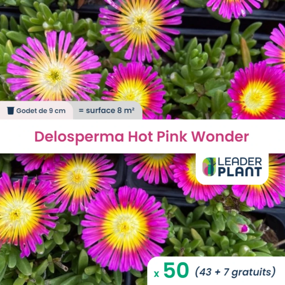 50 X Delosperma Hot Pink Wonder ® En Godet 1 50 X Delosperma Hot Pink Wonder ® En Godet
