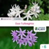 Duotulbaghia - Lot De 6 Plants En Godet