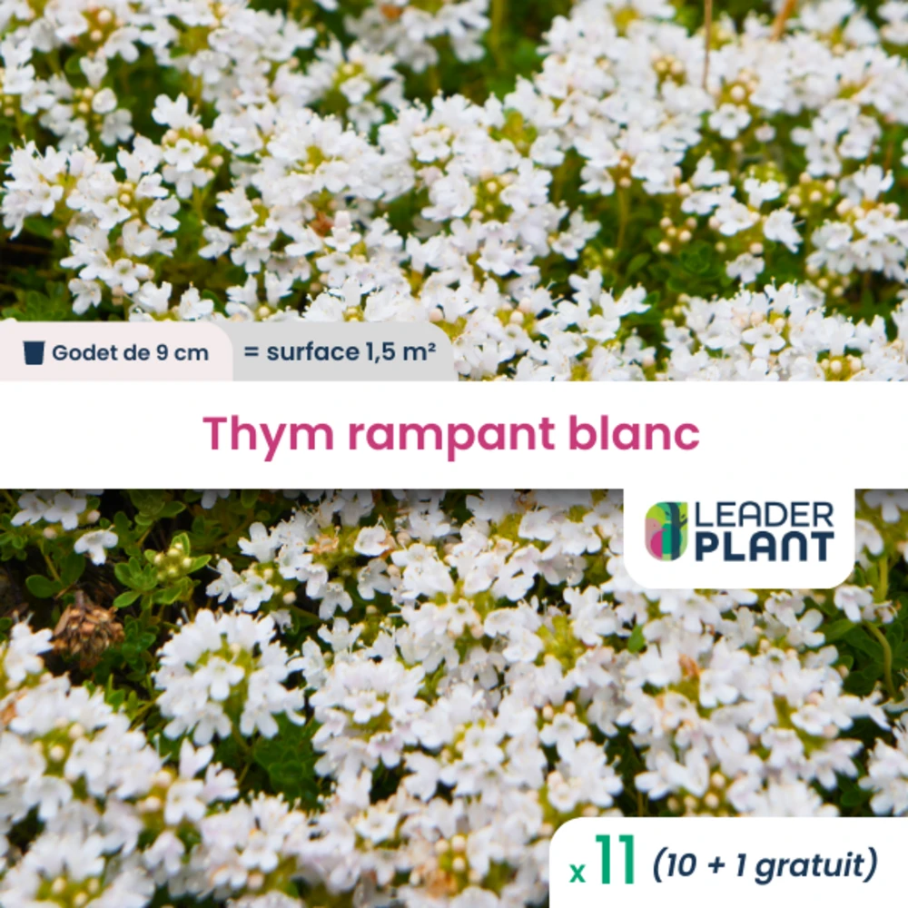 11 X Thym Rampant Blanc En Godet 1 11 X Thym Rampant Blanc En Godet