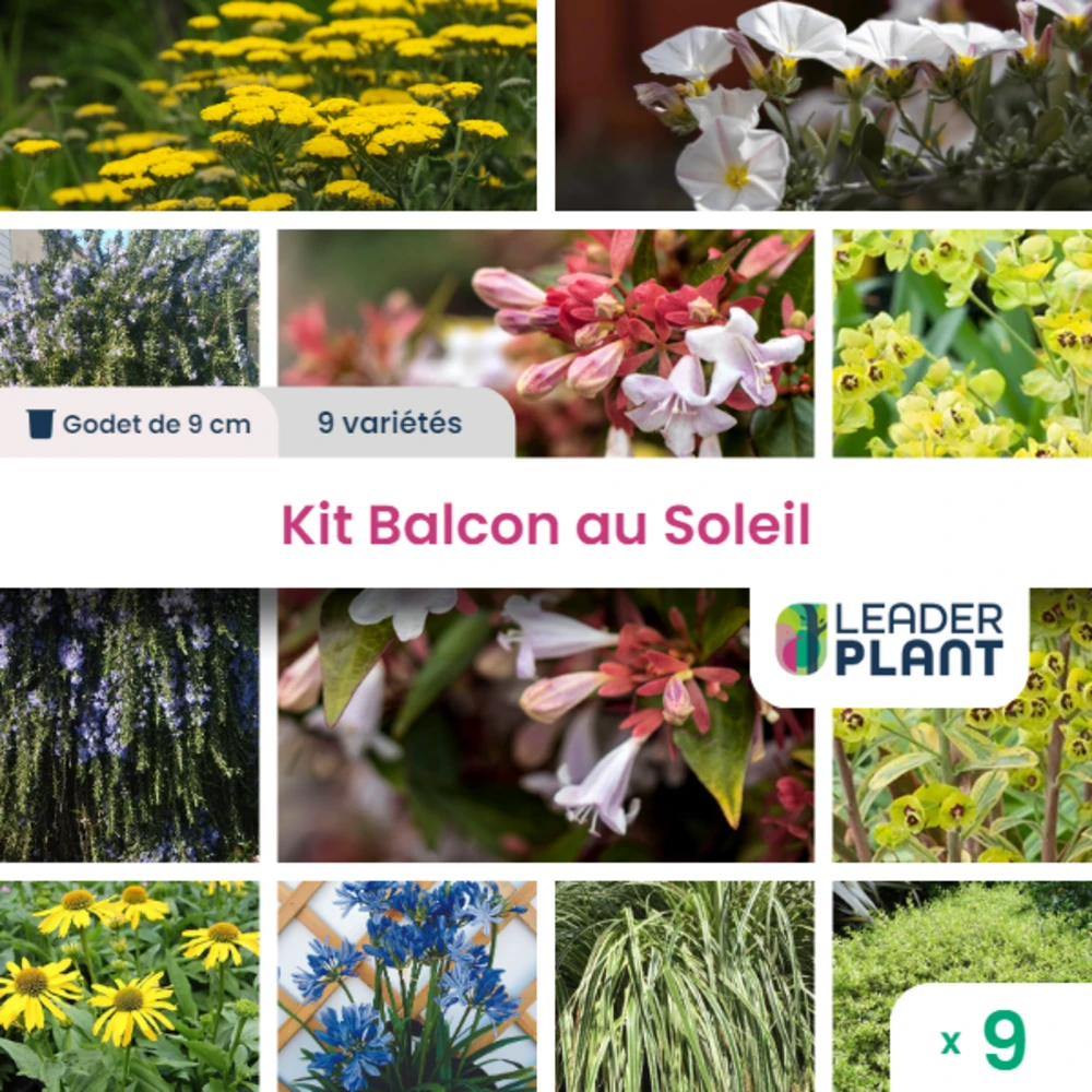 Kit Pour Balcon / Terrasse Au Soleil - Lot De 9 Plants En Godet 1 Kit Pour Balcon / Terrasse Au Soleil - Lot De 9 Plants En Godet