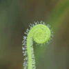 Drosera Filiformis Var. Tracyi Caractéristique - Pot 9 Cm