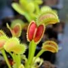 Dionaea Muscipula 'uk Sawtooth Ii' Caractéristique - Pot 7 Cm