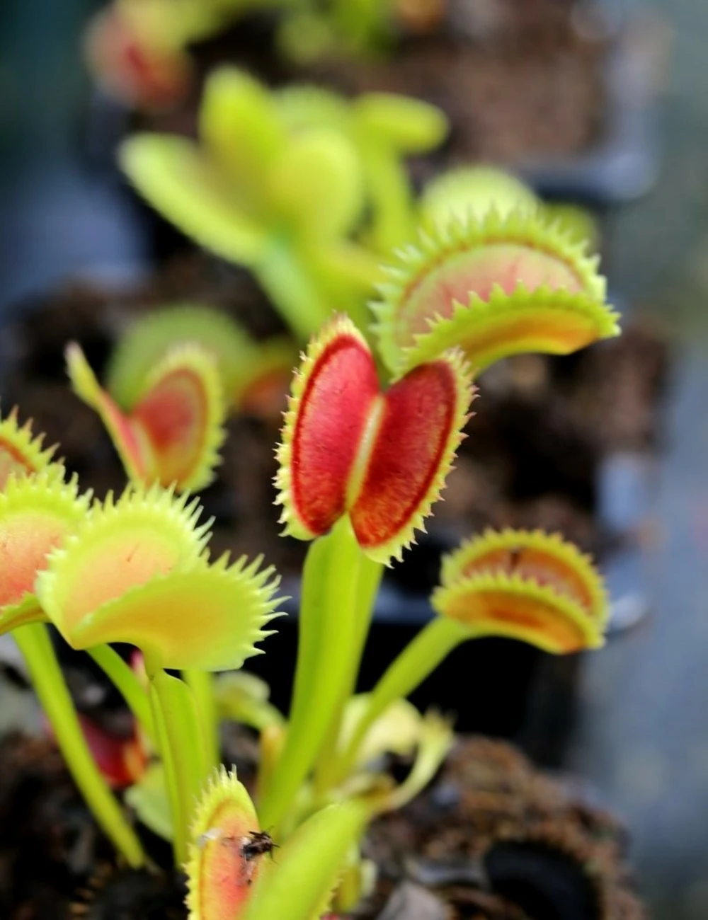 Dionaea Muscipula 'uk Sawtooth Ii' Caractéristique - Pot 7 Cm 1 Dionaea Muscipula 'uk Sawtooth Ii' Caractéristique - Pot 7 Cm