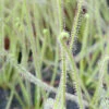 Drosera Filiformis 'florida Giant' Caractéristique - Pot 9 Cm
