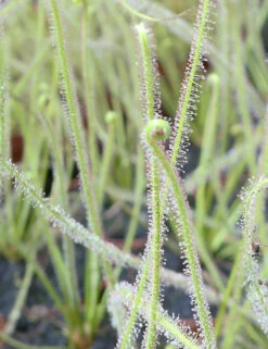 Drosera Filiformis 'florida Giant' Caractéristique - Pot 9 Cm