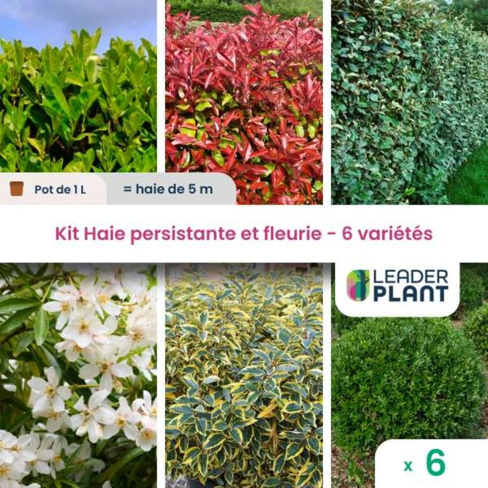 Kit Haie Persistante Et Fleurie - 6 Variétés – Lot De 6 Plants En Pot De 1 L 1 Kit Haie Persistante Et Fleurie - 6 Variétés – Lot De 6 Plants En Pot De 1 L