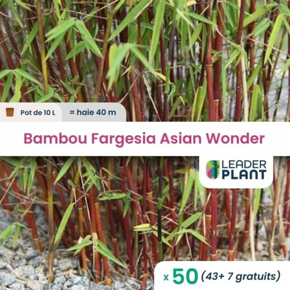 50 X Bambou Fargesia Asian Wonder En Pot De 10 L 1 50 X Bambou Fargesia Asian Wonder En Pot De 10 L
