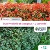 Duo De Lauriers Rouge Et Argent - 2 Variétés - Lot De 12 Plants En Pot De 10 L