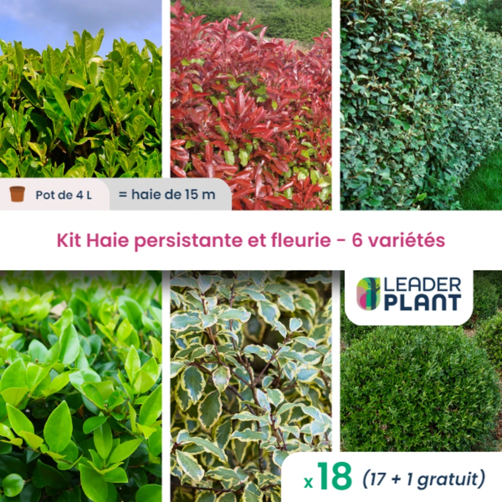 Kit Haie Persistante Et Fleurie 6 Variétés – Lot De 18 Plants En Pot De 4 L 1 Kit Haie Persistante Et Fleurie 6 Variétés – Lot De 18 Plants En Pot De 4 L