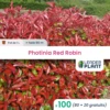 100 X Photinia Red Robin En Pot De 1 L