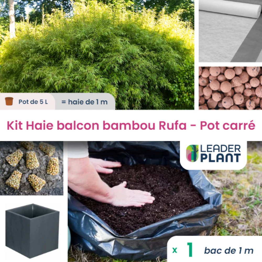 Kit Bambou Rufa En Pot De 5 L Avec Bac Pour Balcon 2 Kit Bambou Rufa En Pot De 5 L Avec Bac Pour Balcon – Image 2