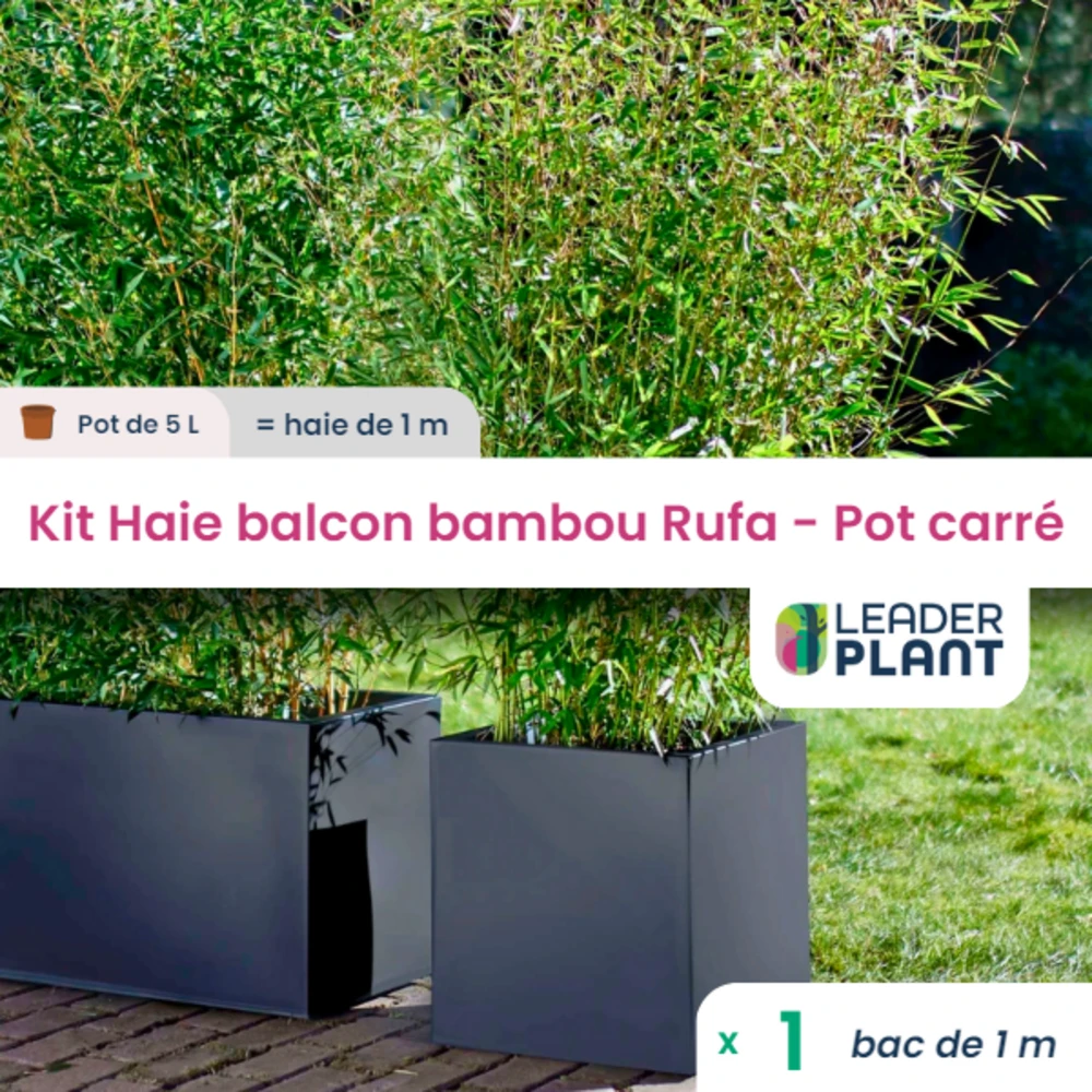 Kit Bambou Rufa En Pot De 5 L Avec Bac Pour Balcon 1 Kit Bambou Rufa En Pot De 5 L Avec Bac Pour Balcon