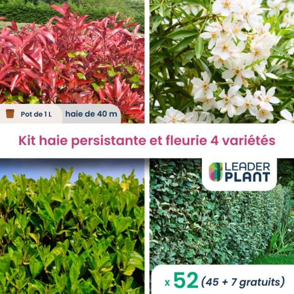 Kit Haie Persistante Et Fleurie - 4 Variétés - Lot De 52 Plants En Pot De 1 L 1 Kit Haie Persistante Et Fleurie - 4 Variétés - Lot De 52 Plants En Pot De 1 L