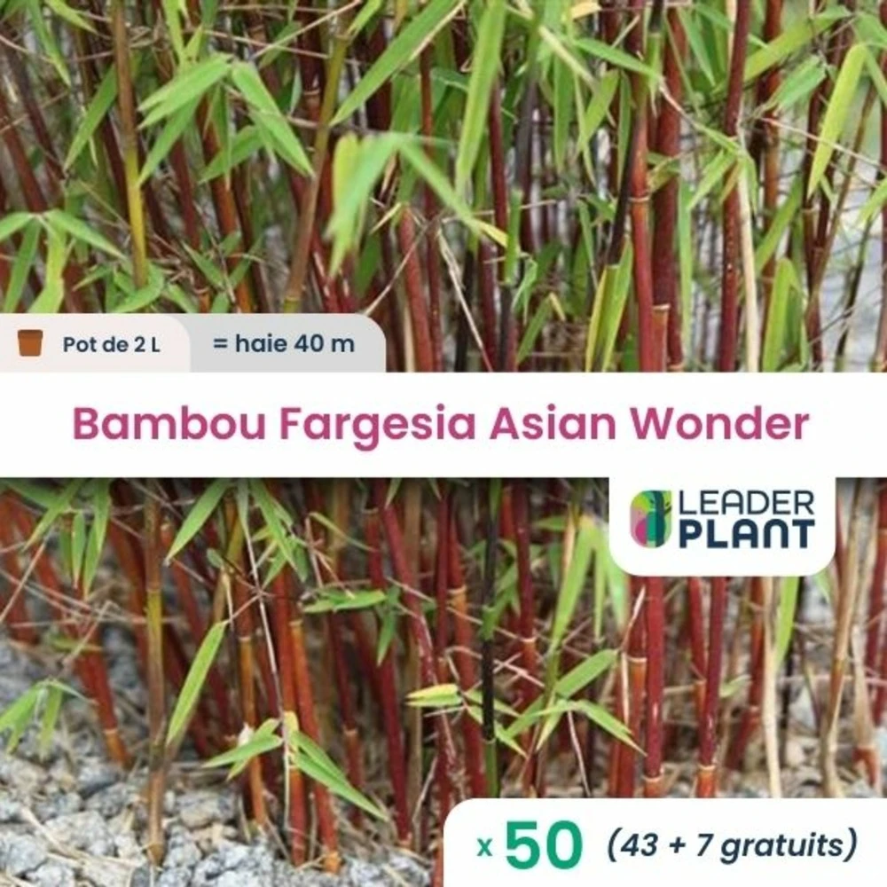 50 X Bambou Fargesia Asian Wonder 60/70 En Pot De 2 L 1 50 X Bambou Fargesia Asian Wonder 60/70 En Pot De 2 L