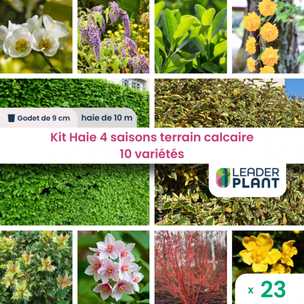 Kit Haie 4 Saisons Terrain Calcaire – 10 Variétés – Lot De 23 Plants En Godet 1 Kit Haie 4 Saisons Terrain Calcaire – 10 Variétés – Lot De 23 Plants En Godet