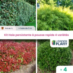 Kit Haie Persistante à Pousse Rapide – 4 Variétés - Lot De 4 Plants En Pot De 1 L