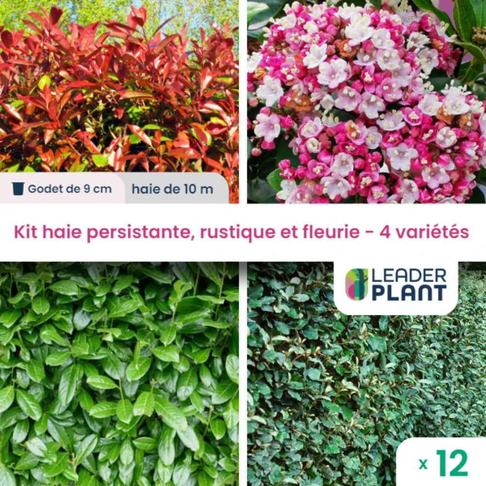 Kit Haie Persistante, Rustique Et Fleurie - 4 Variétés - Lot De 12 Plants En Godet 1 Kit Haie Persistante, Rustique Et Fleurie - 4 Variétés - Lot De 12 Plants En Godet