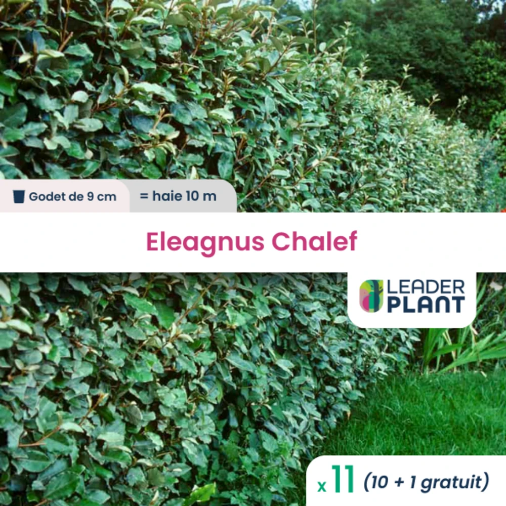 11 X Eleagnus Ebbingei, Chalef En Godet 1 11 X Eleagnus Ebbingei, Chalef En Godet