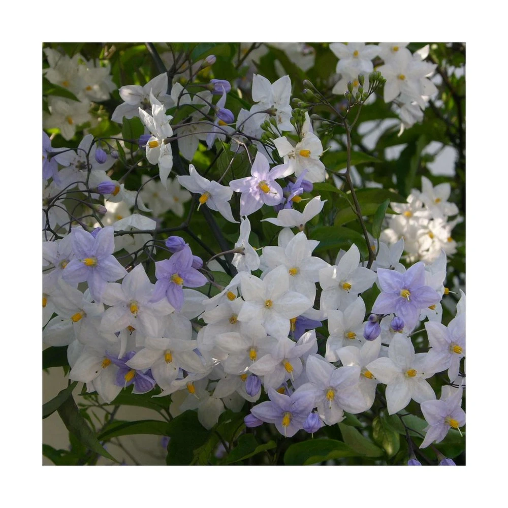 Morelle Faux Jasmin Jasminoides/pot De 3l - 60/120 Cm 2 Morelle Faux Jasmin Jasminoides/pot De 3l - 60/120 Cm – Image 2