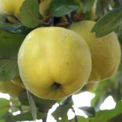 Cognassier Champion : Gobelet 3 Ans D'âge