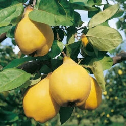 Cognassier Champion : Gobelet 3 Ans D'âge -Magasin De Graines De Plantes 6532 004