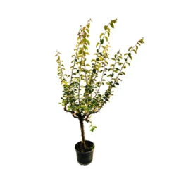 Cognassier Champion : Gobelet 3 Ans D'âge -Magasin De Graines De Plantes 6532 005