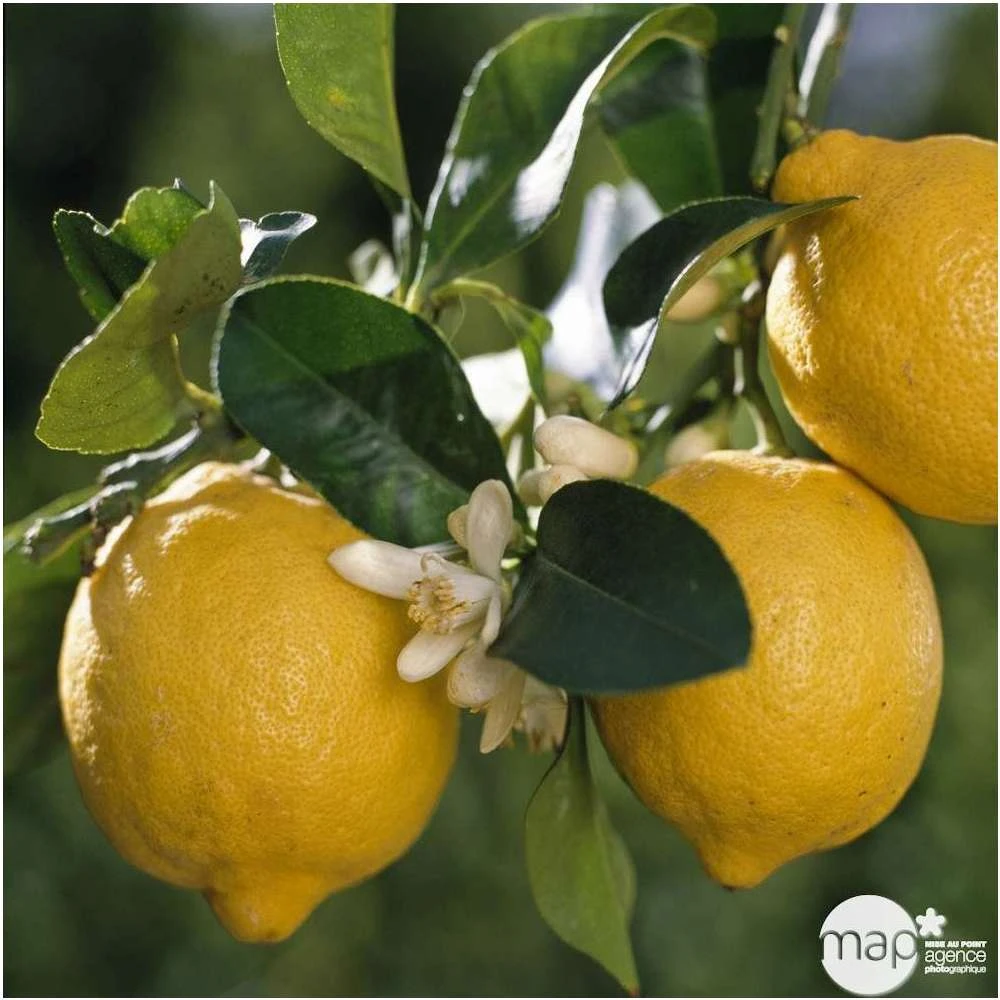 Citrus Lemon : C. 65L 18/20 2 Citrus Lemon : C. 65L 18/20 – Image 2