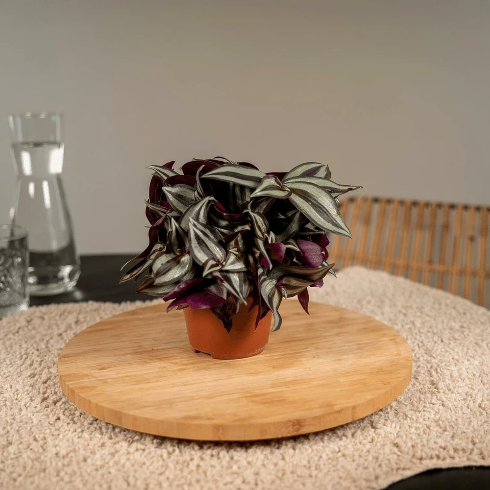 Box 6 Plantes D'intérieur - H20cm, ø12cm - Plantes D'intérieur 2 Box 6 Plantes D'intérieur - H20cm, ø12cm - Plantes D'intérieur – Image 2