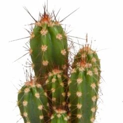 Cactus, Box De 5 Plantes - H8cm, ø5,5cm - Plantes D'intérieur 8 Cactus, Box De 5 Plantes - H8cm, ø5,5cm - Plantes D'intérieur -Magasin De Graines De Plantes 664e171e2bda6fec