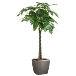 Pachira Tressé : H.150/160cm, Pot D.27cm 5 Pachira Tressé : H.150/160cm, Pot D.27cm -Magasin De Graines De Plantes 674123 002