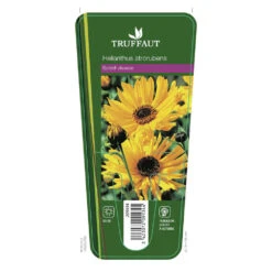 Soleil Vivace : Lot De 3 Godets -Magasin De Graines De Plantes 682893 001