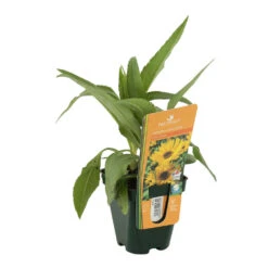 Soleil Vivace : Lot De 3 Godets -Magasin De Graines De Plantes 682893 002