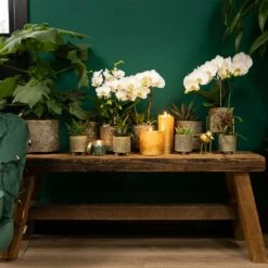 Haworthia Limifolia - ø6cm - H11cm, ø6cm - Plante D'intérieur -Magasin De Graines De Plantes 6945dc1ff6ec8dda