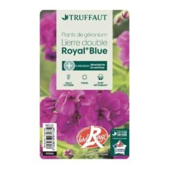 Géranium Lierre Double 'Royal® Blue' Label Rouge : 10 Plants -Magasin De Graines De Plantes 697173 008