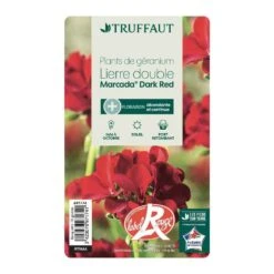 Géranium Lierre Double 'Marcada® Dark Red' Label Rouge : 10 Plants -Magasin De Graines De Plantes 697174 006