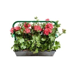 Géranium Lierre Double 'Royal® Salmon' Label Rouge : 10 Plants 7 Géranium Lierre Double 'Royal® Salmon' Label Rouge : 10 Plants -Magasin De Graines De Plantes 697176 010