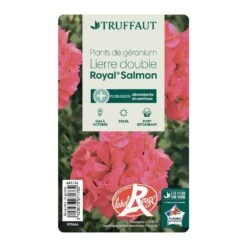 Géranium Lierre Double 'Royal® Salmon' Label Rouge : 10 Plants 8 Géranium Lierre Double 'Royal® Salmon' Label Rouge : 10 Plants -Magasin De Graines De Plantes 697176 013