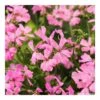 Géranium Lierre Double 'Marcada® Pink' Label Rouge : 10 Plants
