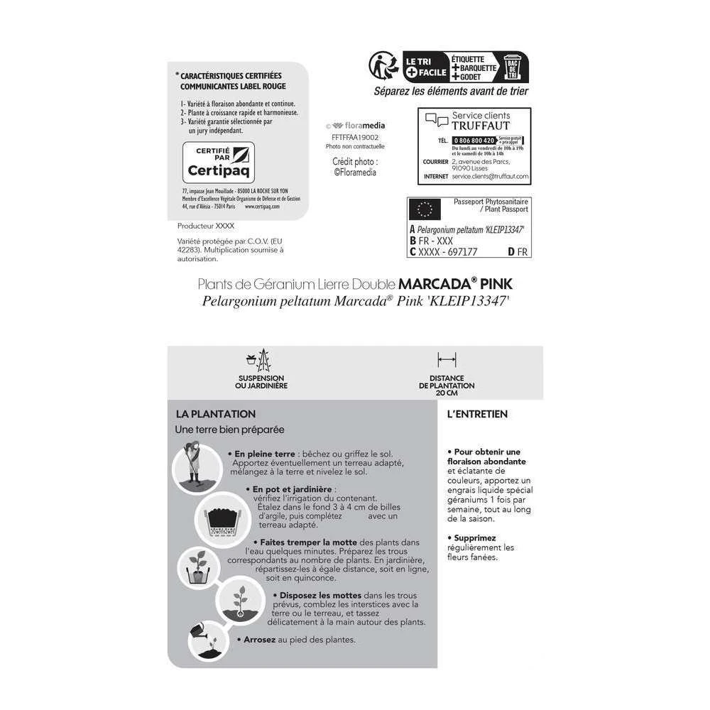 Géranium Lierre Double 'Marcada® Pink' Label Rouge : 10 Plants 4 Géranium Lierre Double 'Marcada® Pink' Label Rouge : 10 Plants – Image 4