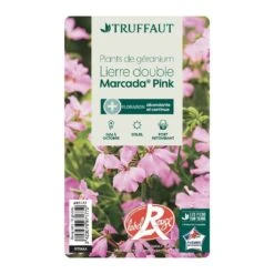 Géranium Lierre Double 'Marcada® Pink' Label Rouge : 10 Plants 6 Géranium Lierre Double 'Marcada® Pink' Label Rouge : 10 Plants -Magasin De Graines De Plantes 697177 007